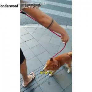 等咖啡的功夫，小哥哥闲的无聊顺便帮路人训了一只狗……