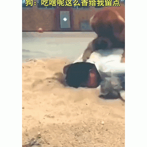 铲屎时金毛误会了点什么，一个动作让主人怀疑人生，惨不忍睹……