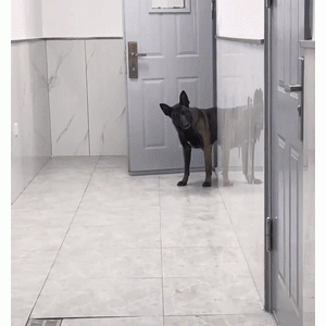 当搜救犬见到分别数日的消防奶爸，这个举动也太可爱了！
