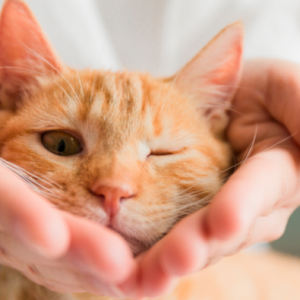 OPPO推首款猫砂盆，宠物家电能否成为下一个“黄金赛道”？
