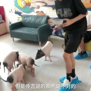 女子网购小香猪长到140斤 专家：饲养方式有很大关系