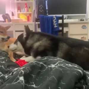 柴犬的惬意生活被这一只突如其来的二哈打乱了……