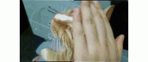 为什么有的小猫咪摸着摸着突然就咬人了？