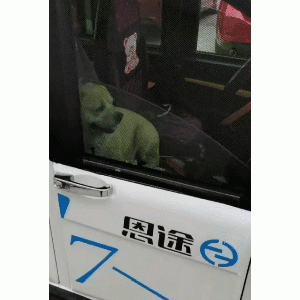 主人下车未熄火，车内狗狗一脚踩油门追车尾，曝光画面让人惊讶不已？
