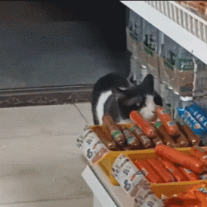 【猫猫】猫猫连续15天准点作案偷火腿肠 和超市老板处出感情