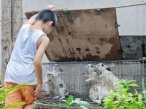请一起来保护动物吧
