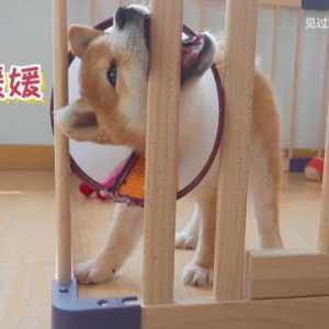 因为我给狗狗取的名字，我得罪了数万网友甚至还有亲戚…