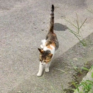 腿上绑着绷带的小猫，强忍疼痛和人求助，猫：我的脚好疼，您能帮帮我吗？