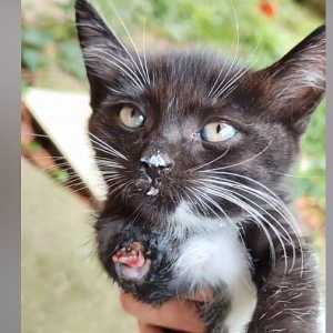 流浪猫前腿断了一截，手术过程中没叫唤一声：还没好好看这个世界