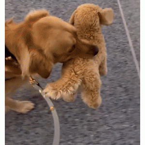 服务犬第一次坐飞机，全程带着自己的“服务犬”……超级乖！