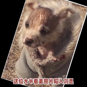 秃头传男不传女？狗妈狗妹都好好的，三只小公狗却是秃头…