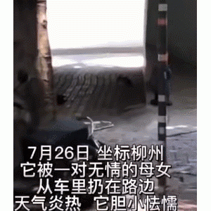 2个月大的生病柯基被母女丢在路边，无助地等待：主人去哪了？