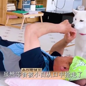 主人叼着零食装睡看三只狗狗的反应，这么乖的小黄给我来一打！