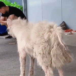 “拖把犬”靠学员投喂活着，被好心女子收养后，成功完成“逆袭”